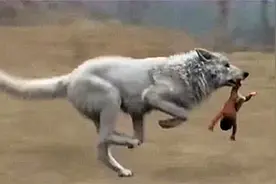 狼遇到人类婴儿，为啥会选择养大而不是吃掉？答案万万没想到