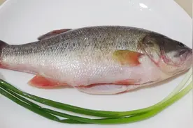 大厨教你清蒸鲈鱼技巧，鱼肉鲜香滑嫩，吃一口满嘴香，做法很简单