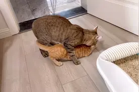 猫咪绝育半个月后再次发情，吓得小母猫到处躲，主人威胁再割一次视频封面