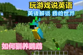玩游戏说英语 英语解说 我的世界 如何驯养鹦鹉