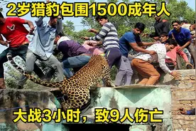2岁猎豹袭击村庄，大战1500人，三小时致9人伤亡视频封面