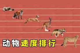 常见动物行走速度对比，袋鼠最远能跳13米，猎豹时速能达120km/h