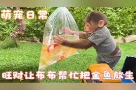 猴子布布受旺财之托把金鱼带来鱼塘放生，金鱼又可以自在的游着了视频封面