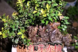 木疙瘩三叶红芽赤楠，地栽一年入盆栽，形态优美观赏价值高！视频封面