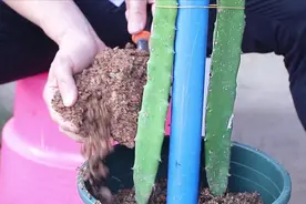 学会这样种植火龙果苗，不出一年有果吃视频封面