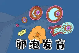 医考记忆漫画 | 【卵泡的发育和成熟】+【卵巢月经周期】视频封面