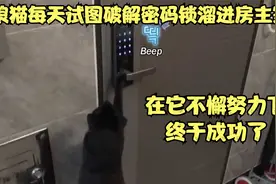 流浪猫每天试图破解密码锁溜进房主的家，在它的不懈努力下成功了视频封面