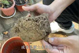 含笑都是“硬土苗”，买到巧换营养土，才能叶绿花多，开花香满屋视频封面