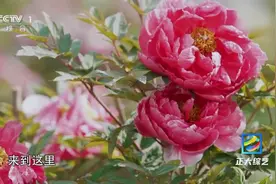 好浪漫～这列火车的尽头能看到牡丹花海视频封面