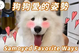 萨摩耶狗狗最愛的摸摸姿勢！娇哒哒的好害羞阿～～萌化了嘞视频封面