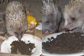 女子用猫粮投喂野生刺猬，次日再见笑出声：一家子全来投靠金主了