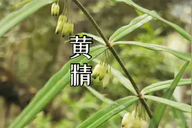 西藏野生黄精，九蒸九晒后就是道家仙药哦视频封面