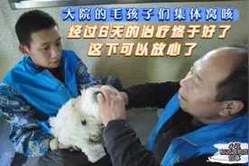 大院的毛孩子们集体窝咳，经过6天治疗终于好了，这下可以放心了视频封面