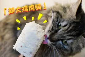 给猫咪做超大鸡肉肠，猫咪大口大口吃，直呼大过瘾！