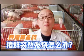 猪群突然发烧不吃，养猪常备卡巴匹林钙，轻松解决打针退烧烦恼视频封面