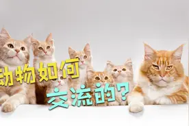 动物是如何交流的：中国猫和美国猫能相互交流吗？视频封面