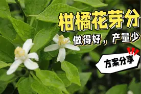 柑橘花芽分化做得好，来年产量少不了！施肥方案分享！视频封面