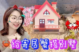 花甜为宠物搭建别墅！寄居蟹的迷你双层小屋，你觉得好看吗？视频封面