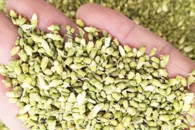 医生详细说明：槐米的功效与作用！#春季养生正当时#