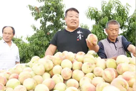 河南新野万亩桃园大丰收，亩产高达4000斤，1亩地收入过万元视频封面