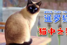猫狗同体，暹罗绝对满足想养猫又想养狗的需求视频封面