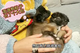 拯救的流浪小奶狗肚上长个大包，当医生说出病因时，女主心疼哭了视频封面