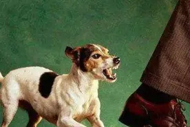 民间治疗“狂犬病”，古人有奇招，好不好看“命硬”视频封面