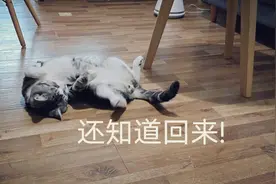 主人有事出门2天，回家看到猫咪后，猫咪的反应亮了视频封面
