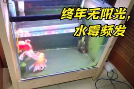 终年不见阳光，水霉频发的鱼缸怎么办？这几个小方法不妨一试视频封面