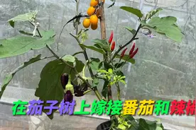 在茄子树上嫁接番茄和辣椒，能不能做到一举三得，同时结出果实？视频封面