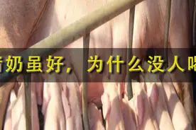 猪奶营养价值很高，为什么没人喝呢？视频封面