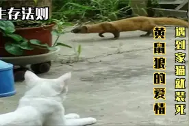 黄鼠狼遭遇家猫，立刻装死表演节目，卖萌的背后也有感人爱情故事视频封面