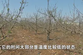 今年苹果花期，会发生冻害吗？视频封面