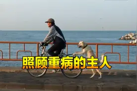 忠诚的狗狗照顾重病的主人，陪他走完余下的路，亲情莫过于此视频封面