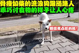 流浪狗跟随路人讨食物，乖巧模样让人心疼，收养后才惊叹它的聪明视频封面