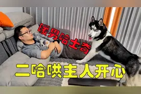 狗狗发现主人伤心，居然换着花样哄主人开心，太暖了，没白疼它视频封面