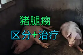 猪腿瘸是什么原因，难道又是链球菌病，养猪人要注意观察和区分！视频封面