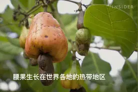 腰果在树上原来长这个样，而且还有毒，那为啥我们吃了没事呢视频封面
