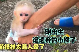 刚出生遭遗弃的小猴子，误把小伙认妈妈，呆萌模样太惹人爱了