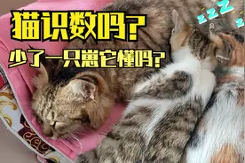 猫识数吗？少了一只猫崽它知道吗？