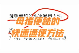 母猪便秘的快速通便方法：母猪便秘怎么办快速解决？