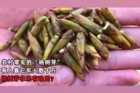 农村常见的“杨树芽”，有人靠它年入数十万，杨树芽拿来有啥用？视频封面