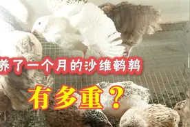 养了一个月的沙维鹌鹑能长多大呢？今天就称给你看视频封面