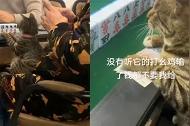 猫咪经常陪主人打麻将，一上牌桌满脸认真试图伸手摊牌：赌神猫？视频封面