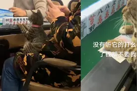 猫咪经常陪主人打麻将，一上牌桌满脸认真试图伸手摊牌：赌神猫？视频封面