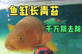 家里的鱼缸出现绿藻千万别刮除，青苔绿水才能养肥鱼视频封面