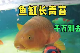 家里的鱼缸出现绿藻千万别刮除，青苔绿水才能养肥鱼视频封面