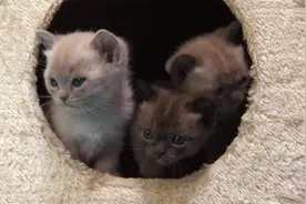 萌宠成长记第三季：猫妈妈生下小猫，带着小猫和蜥蜴玩耍视频封面