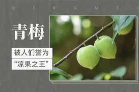 青梅——被人们誉为“凉果之王”视频封面