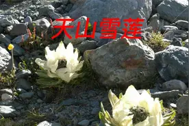 天山雪莲具有活血通络、散寒除湿、滋阴壮阳等功效，可治一切寒症